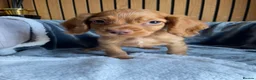 Cocker Spaniel dogs for sale: KC reg Working cockers - Outstanding pedigree - Advert 14