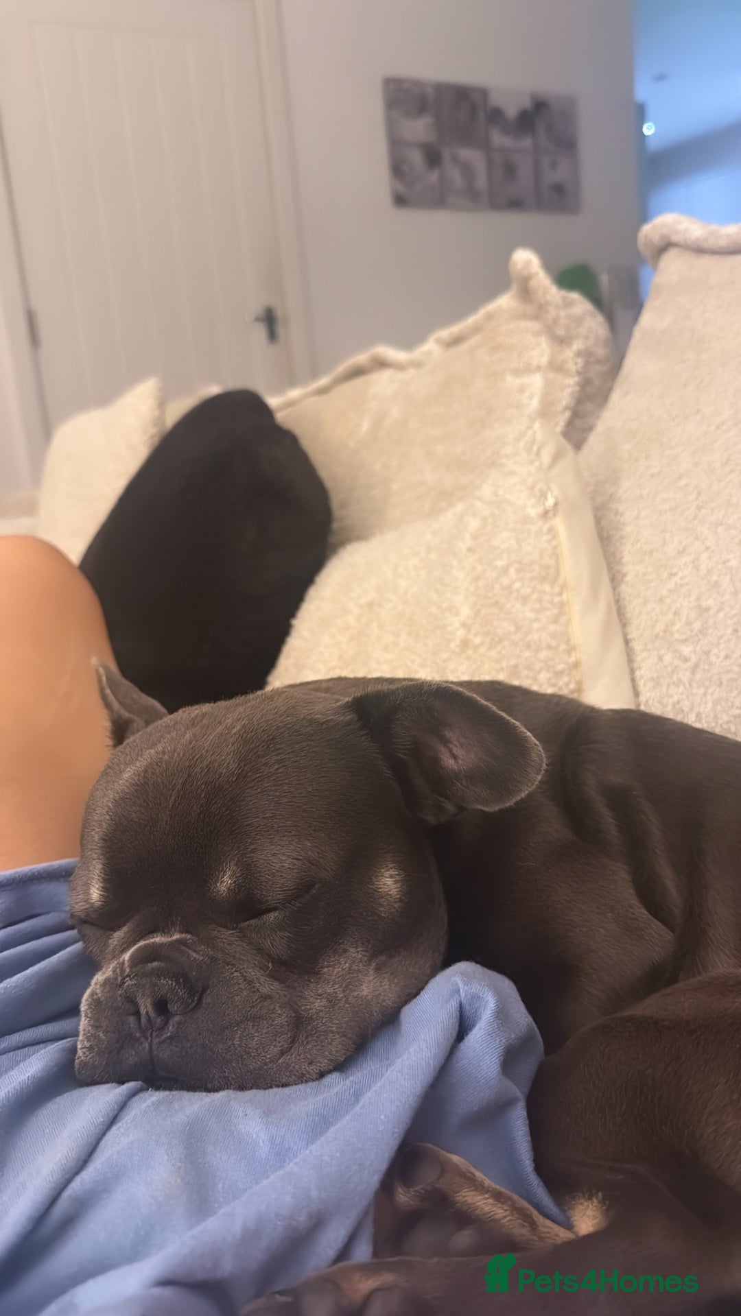 French Bulldog dogs for sale: Male grey french bulldog  - Image 3