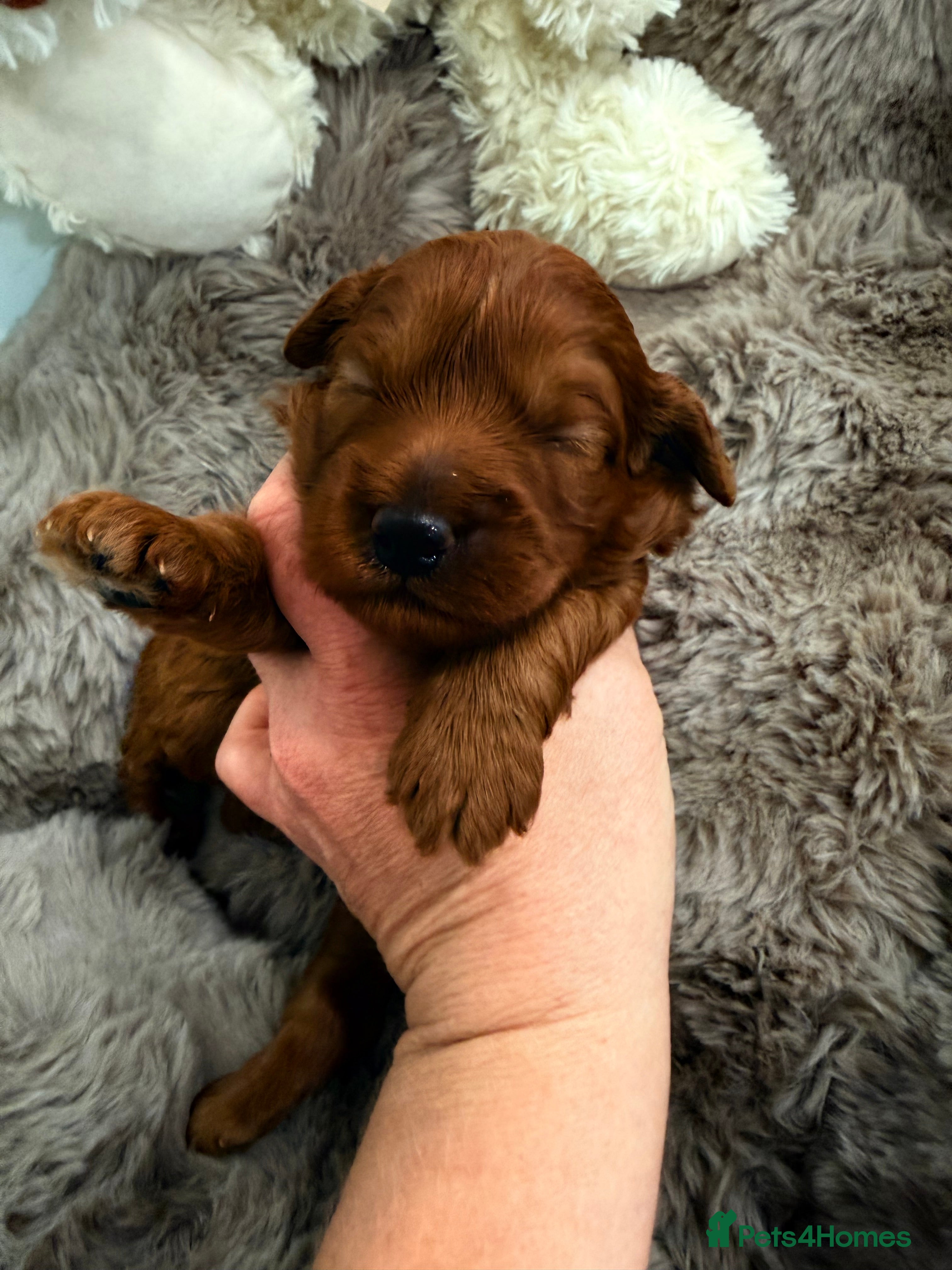 Cavapoo dogs F1B.Full DNA tested & health checked clear parents - Advert 1