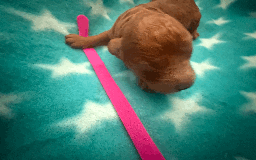 Labradoodle dogs for sale: Miniature Labradoodle F1BB Puppies - Image 12