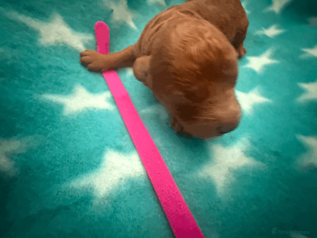 Labradoodle dogs for sale: Miniature Labradoodle F1BB Puppies - Image 12
