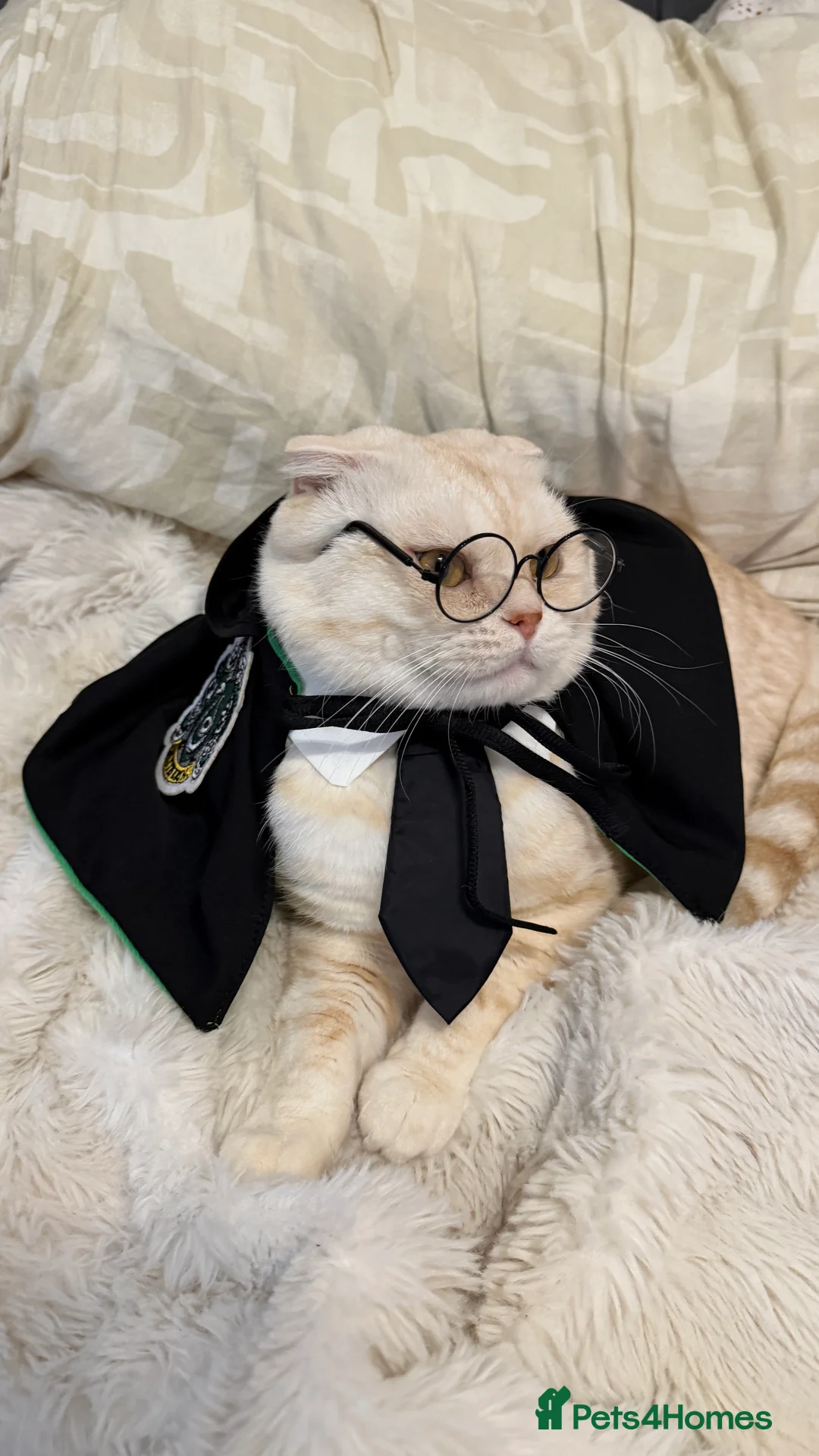 Scottish Fold cats for stud: Scottish Fold for stud - Advert 4