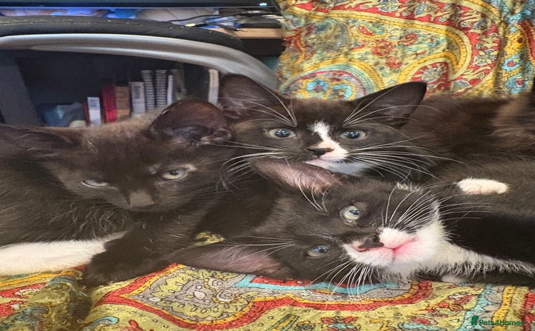 Mixed Breed cats - Advert 1