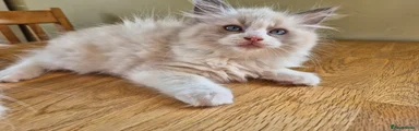 Elvis