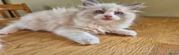 Ragdoll cats for sale: Ragdoll kittens GCCF regsitered - Advert 8