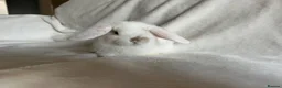 Mini Lop rabbits for sale: Mini Lops Ready To Leave Now  - Advert 6