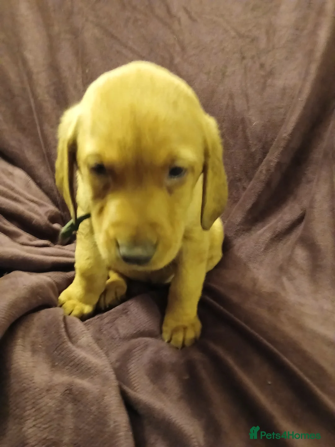 Labrador Retriever dogs for sale: Fox red labrador puppies - Advert 25