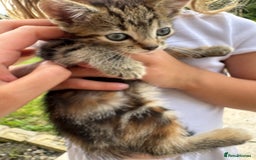 Mixed Breed cats for sale: 4 gorgeous kittens  - Image 6