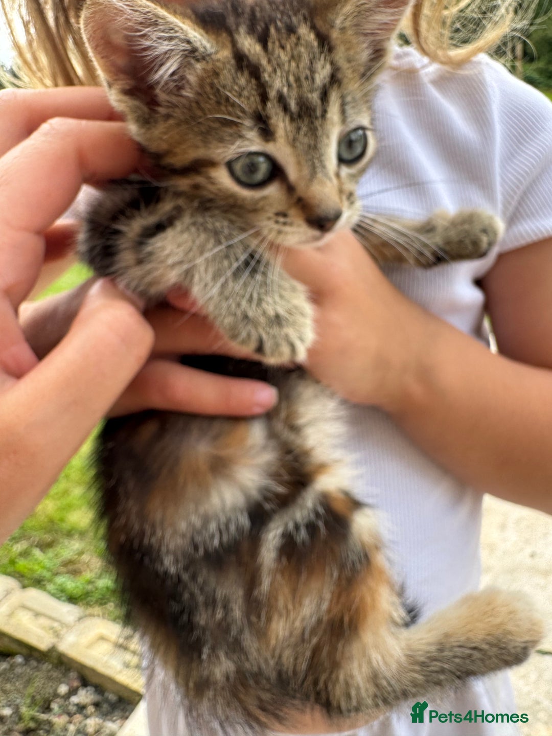 Mixed Breed cats for sale: 4 gorgeous kittens  - Image 6