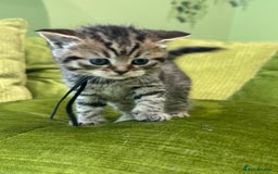 Scottish Fold cats for sale: Scottish straights  - Image 11