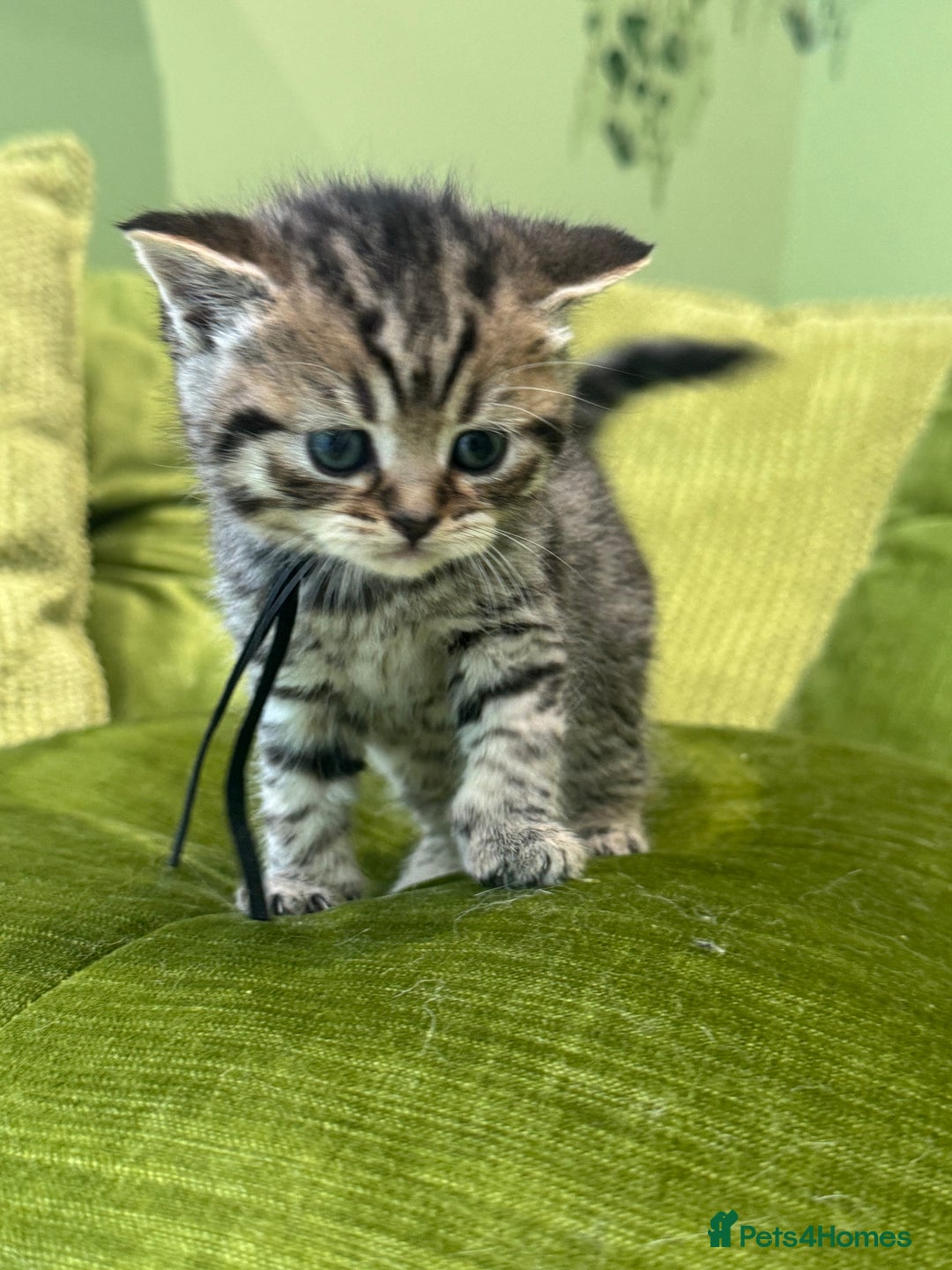 Scottish Fold cats for sale: Scottish straights  - Image 11