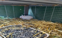 Netherland Dwarf rabbits for sale: Netherland dwarf bunnies for sale - Image 3