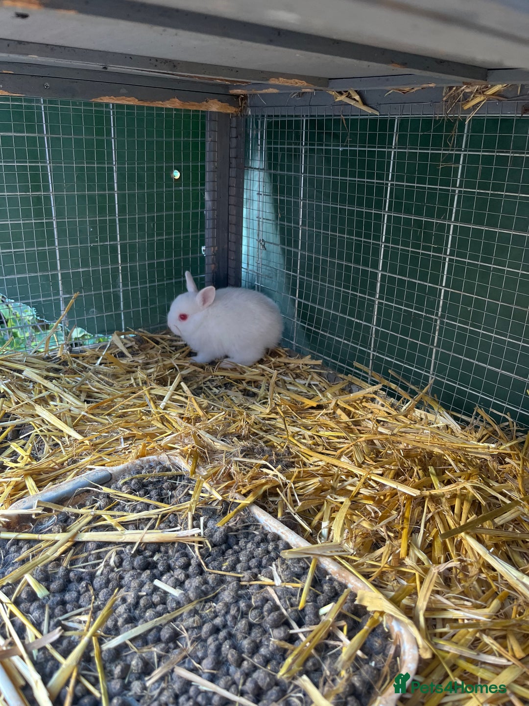 Netherland Dwarf rabbits for sale: Netherland dwarf bunnies for sale - Image 3
