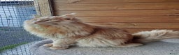 Maine Coon cats for sale: 3 Stunning Maine Coon Kittens  - Advert 19