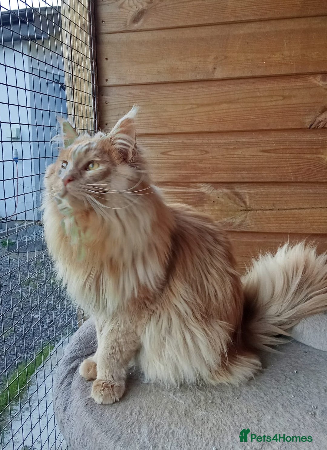 Maine Coon cats for sale: 3 Stunning Maine Coon Kittens  - Advert 19