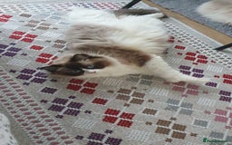 Ragdoll cats for sale: Ragdoll girl !!!  - Image 3