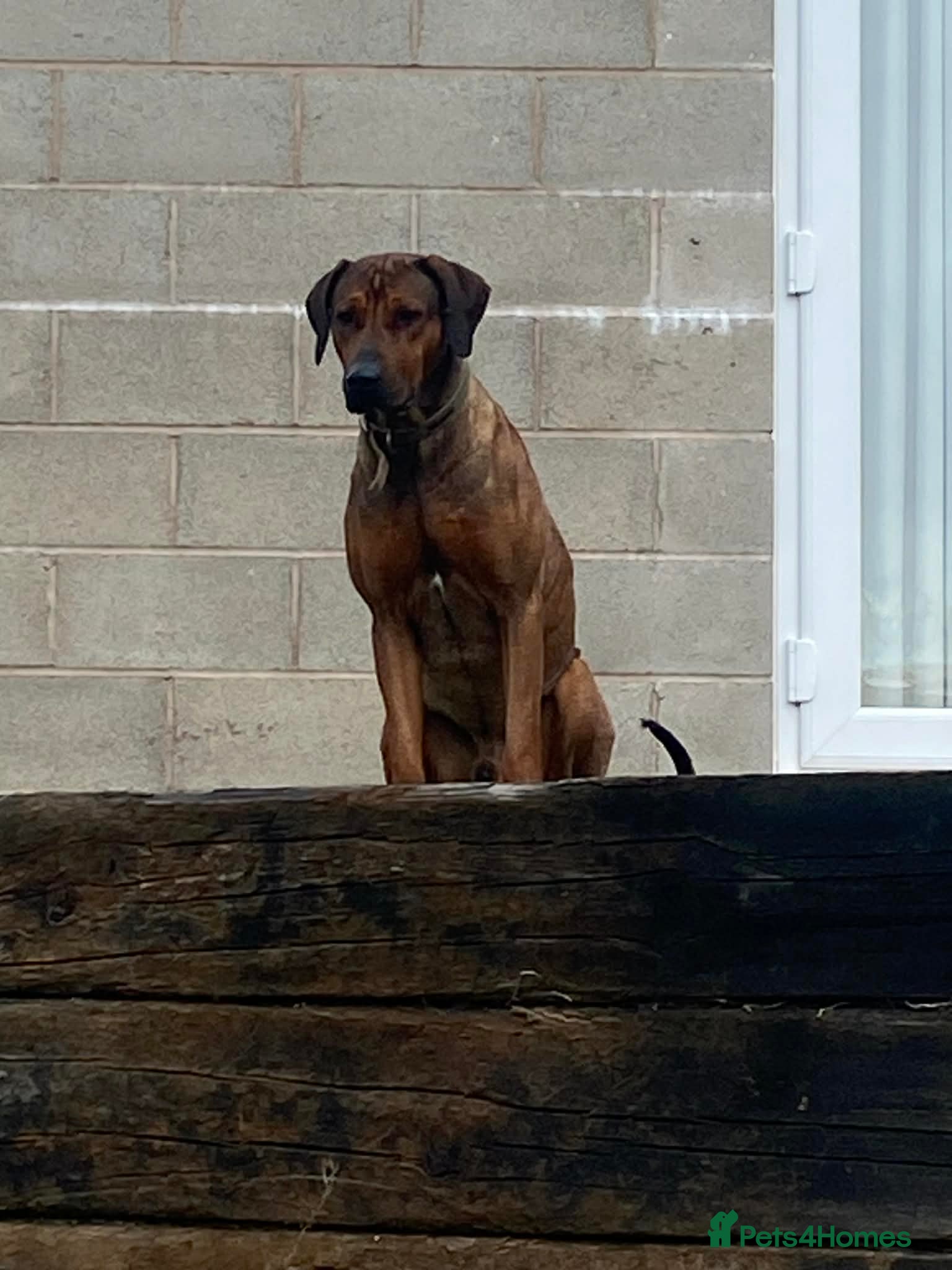 Rhodesian Ridgeback dogs KC reg Ridgeback puppies - Advert 2