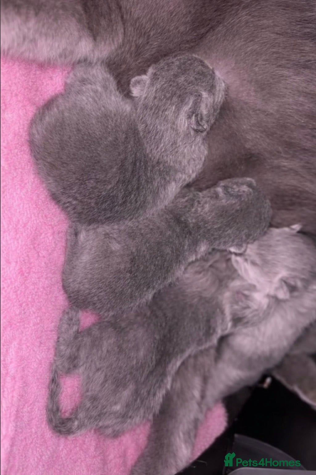 British Shorthair cats 🏆Exceptional Champion Line BSH Kittens🏆  - Advert 17