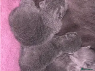 British Shorthair cats 🏆Exceptional Champion Line BSH Kittens🏆 - Advert 17