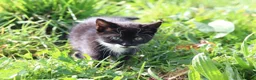 Mixed Breed cats for sale: Playful farm kittens used to people and dogs - Advert 3