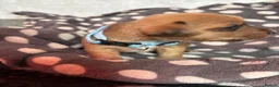 Mixed Breed dogs for sale: Jack Russel x Yorkshire terrier  in High Peak - Advert 26