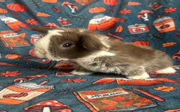 Mini Lop rabbits for sale: Outstanding mini lop litter - Advert 1