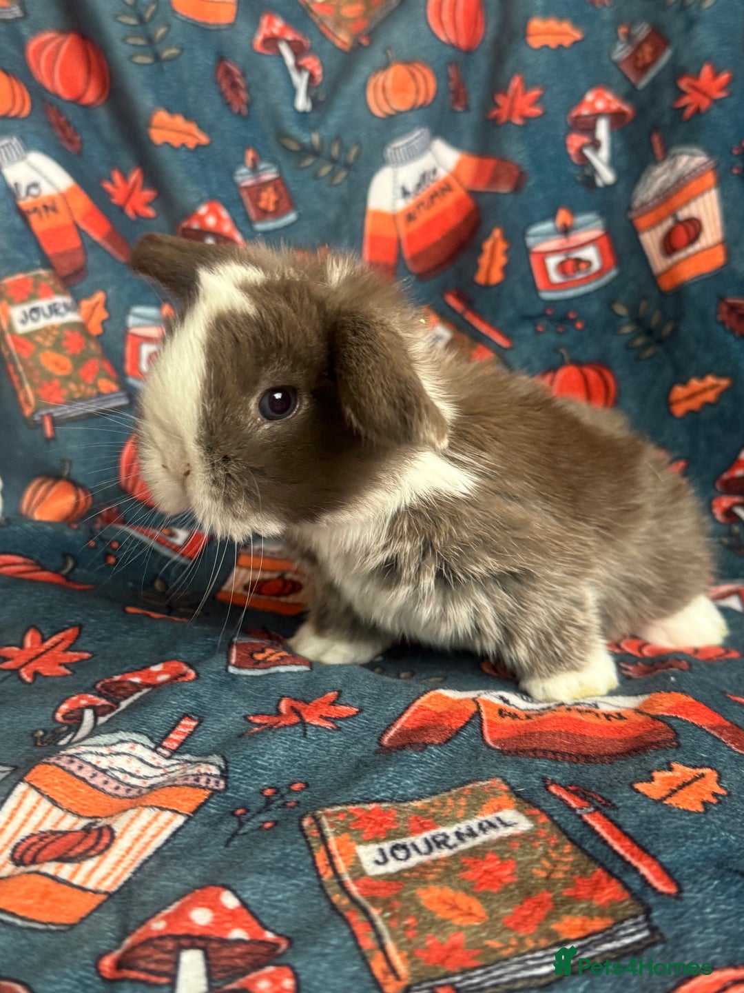 Mini Lop rabbits for sale: Outstanding mini lop litter - Advert 1