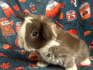 Mini Lop rabbits for sale: Outstanding mini lop litter - Advert 1