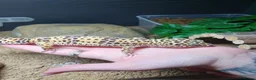 Leopard Gecko reptiles for sale: Zip the leopard gecko in Exeter - Advert 4