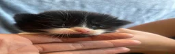 Mixed Breed cats for sale: Beautiful fluffy kittens  - Advert 34