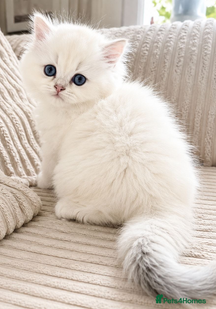 British Longhair cats BLH & BSH sisters  - Advert 18