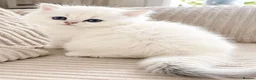 British Longhair cats for sale: BLH & BSH sisters  - Advert 5