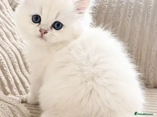 British Longhair cats BLH & BSH sisters - Advert 2