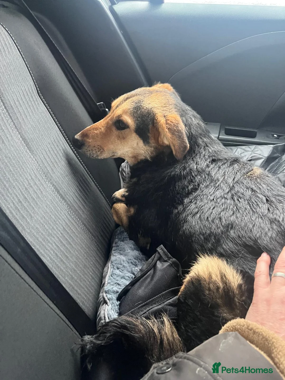 Mixed Breed dogs for adoption: 🐾 Meet Larisa - a gentle girl for a Loving Home💛 - Advert 18