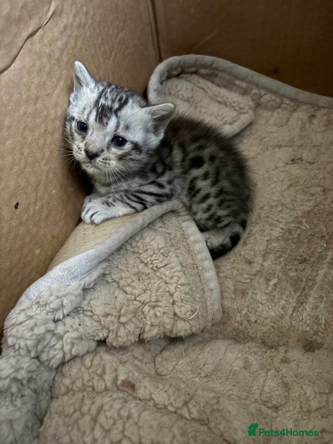 Bengal cats for sale: Silver spotted bengal kittens - Advert 10