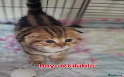 Scottish Fold cats for sale: 🤩💖LAST BOY kittens with rare colouring🥰 - Advert 2