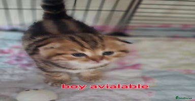 Scottish Fold cats 🤩💖LAST BOY kittens with rare colouring🥰 - Advert 11