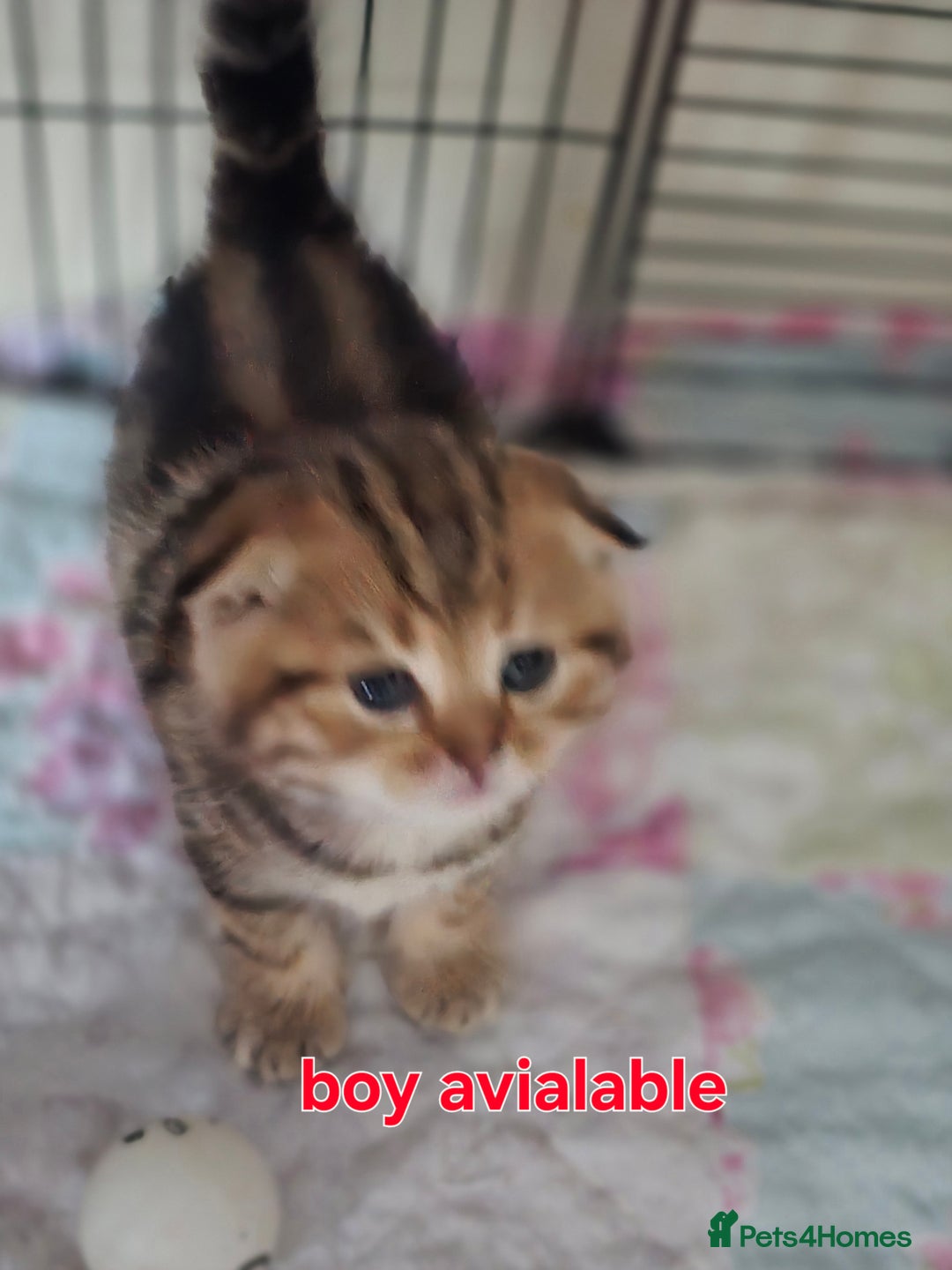 Scottish Fold cats for sale: 🤩💖LAST BOY kittens with rare colouring🥰 - Advert 2