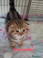 Scottish Fold cats 🤩💖LAST BOY kittens with rare colouring🥰 - Advert 2