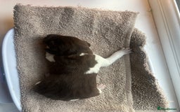 German Shorthaired Pointer dogs for sale: Beautiful KC reg German Shorthaired Pointer Pups - Image 16