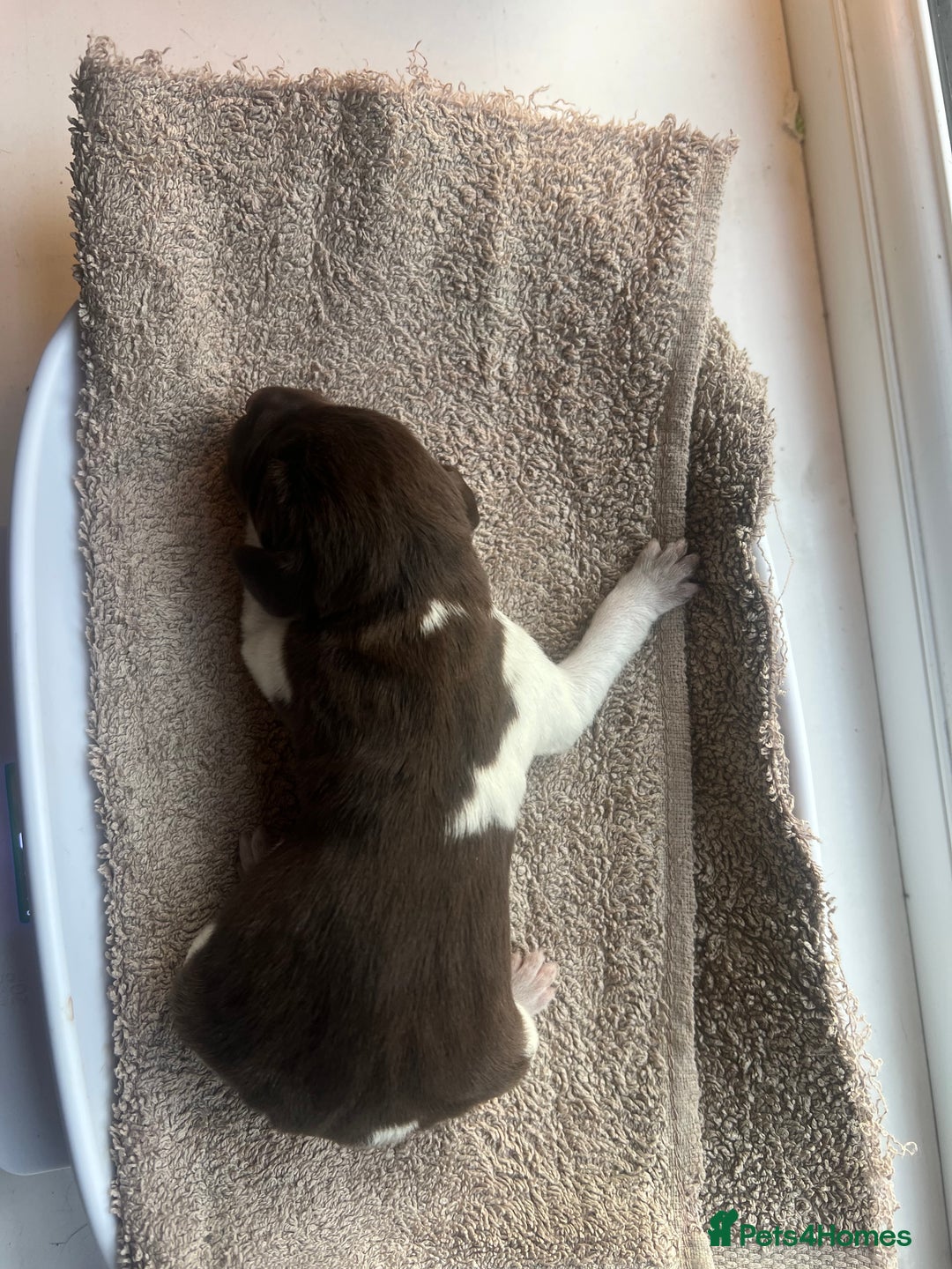 German Shorthaired Pointer dogs for sale: Beautiful KC reg German Shorthaired Pointer Pups - Image 16