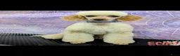 Miniature Poodle dogs for sale: Miniature poodle puppies for sale  - Advert 3