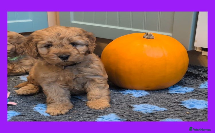 Cockapoo dogs - Advert 12