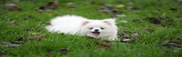 Pomeranian dogs for sale: Baby white Pom - Advert 2