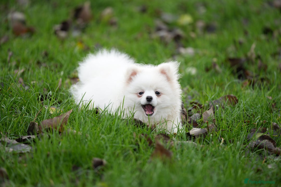 Pomeranian dogs for sale: Baby white Pom - Advert 2