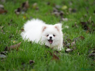 Pomeranian dogs Baby white Pom - Advert 4