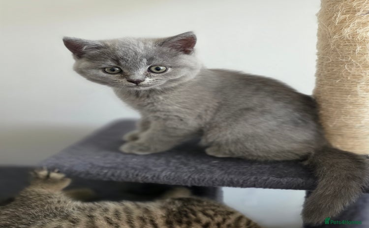 British Shorthair cats - Advert 2