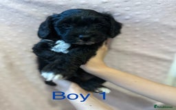 Cockapoo dogs for sale: Beautiful F1B cockapoo puppies READY TO GO - Image 6