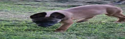 Belgian Shepherd Dog dogs for sale: Pups from world champion CHANCE - Advert 11