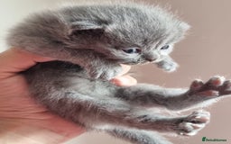 Scottish Fold cats for sale: Very Friendly Kittens, Pedigree Scottish Fold  - Image 22